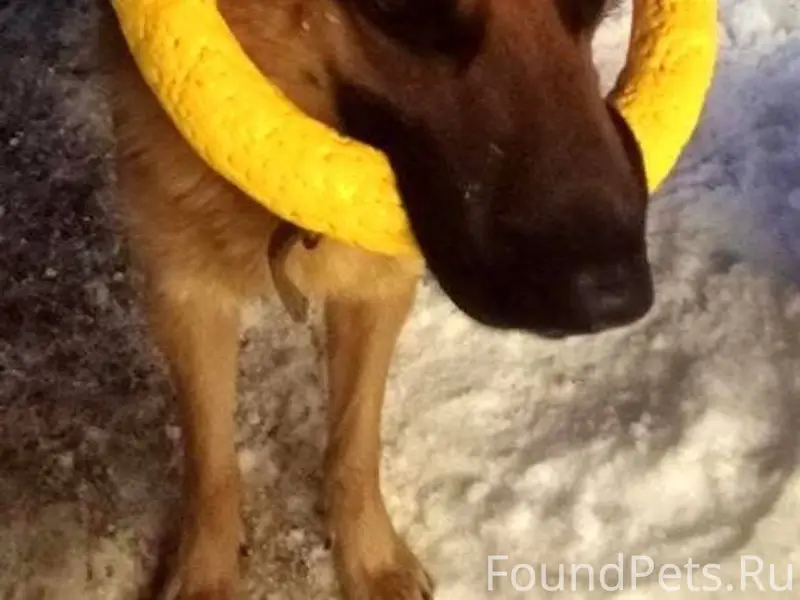 #ПотерянПёс_Алматы ✅ Всем добр...