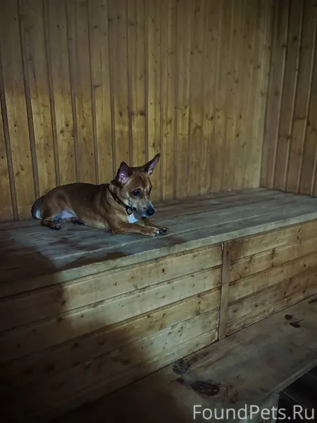 Пропала собака 31.12.2025 Откл...