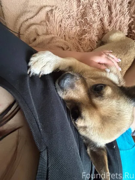 Вечером 31.12 в с. Покров...