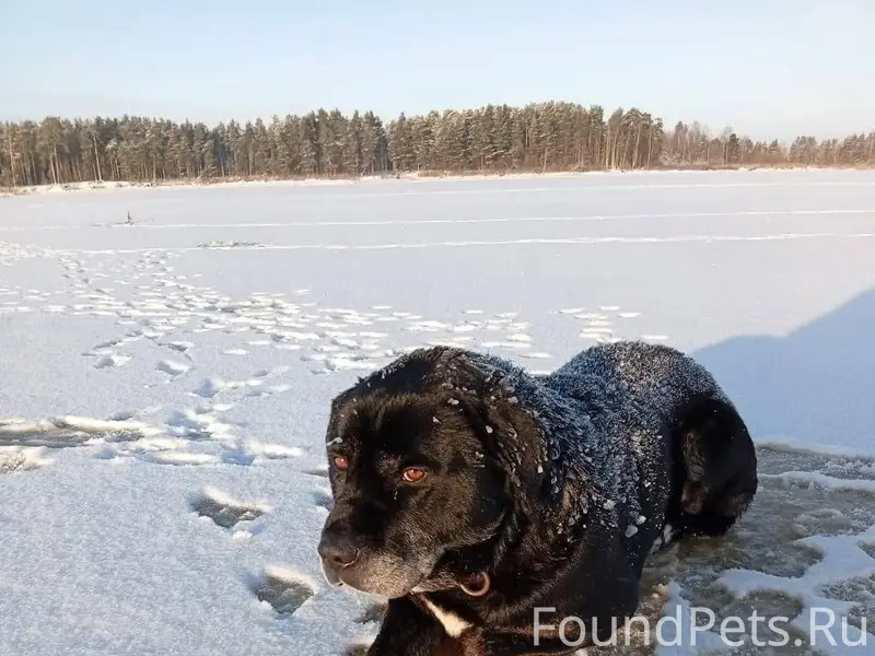 01.01.2026 пропала собака, пос...