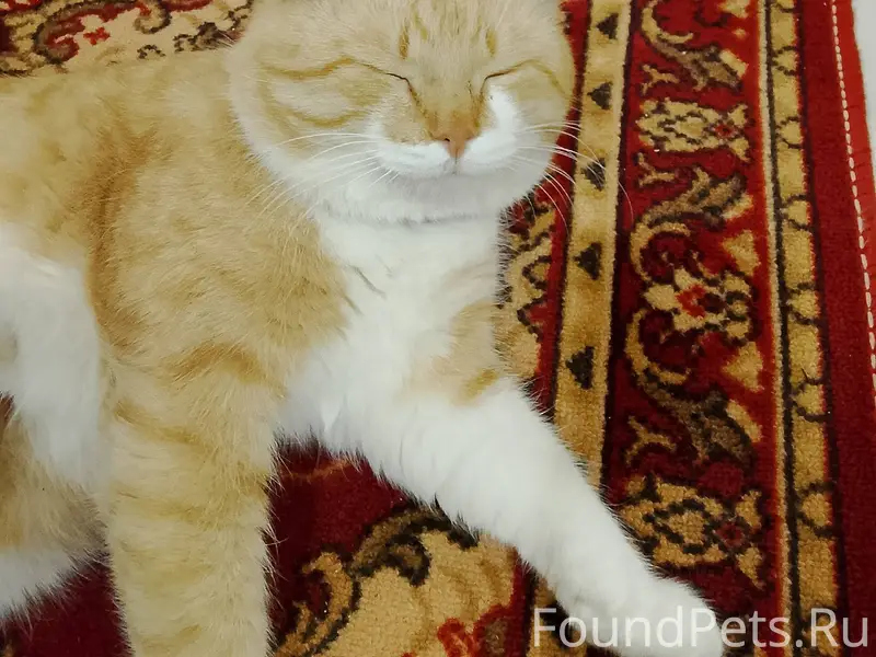 Пропал кот в районе Проспекта,...