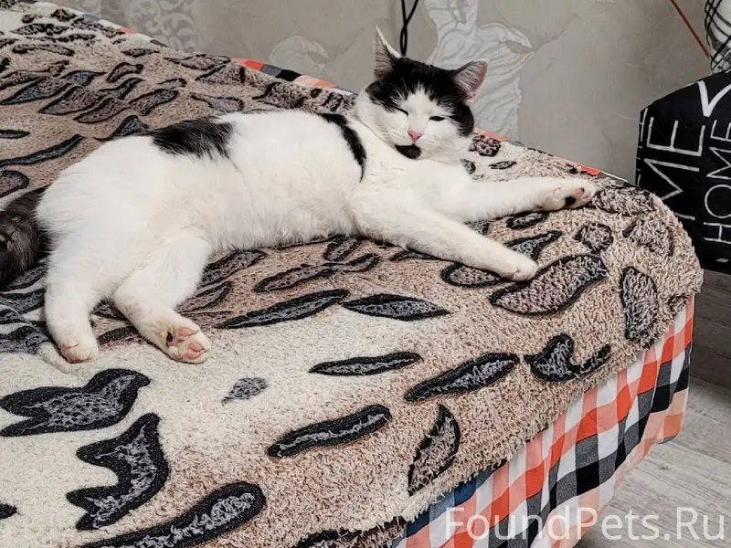 Пропала кошка, может быть в ра...