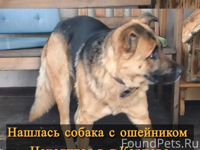 Нашлась собака с ошейником, бе...