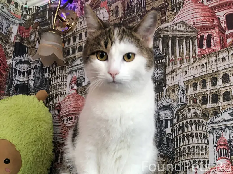 Пропал кот, район Низовка, есл...