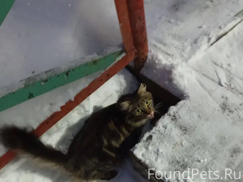 Найдена кошка в районе авангар...