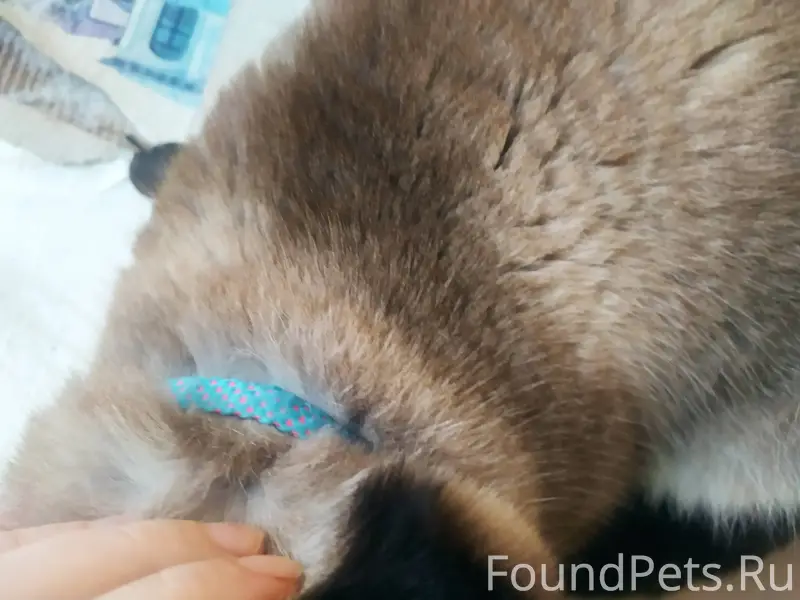 Чей потеряшка? Ласковый мурлык...