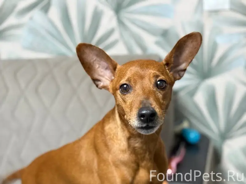 Найден пёс в городе Мирном. Бе...