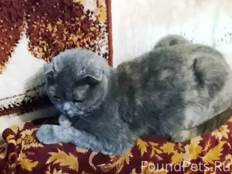 ❗Найдена вислоухая кошка. Коше...