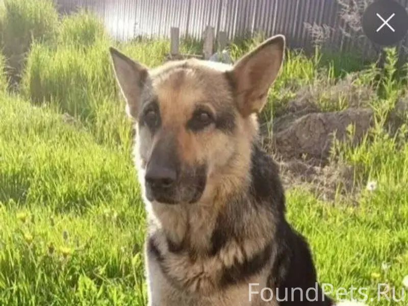 Пропал старый пёс. Район Каблу...