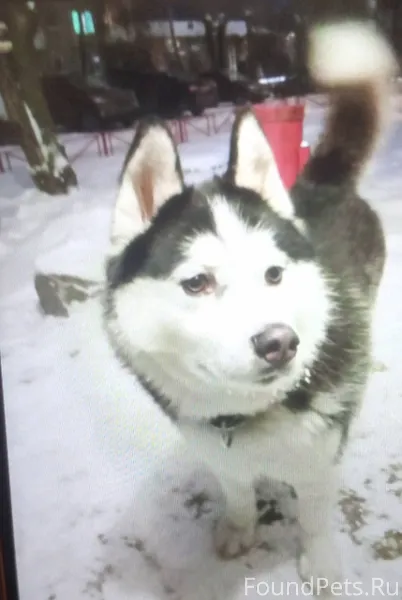 На улице Ватутина 63А бегает п...