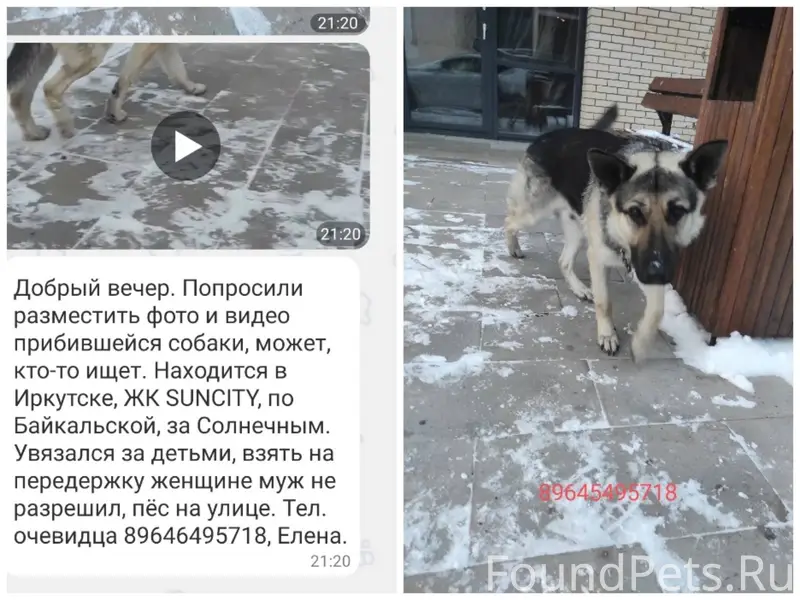 Иркутск! Чей потеряшка? Взять ...