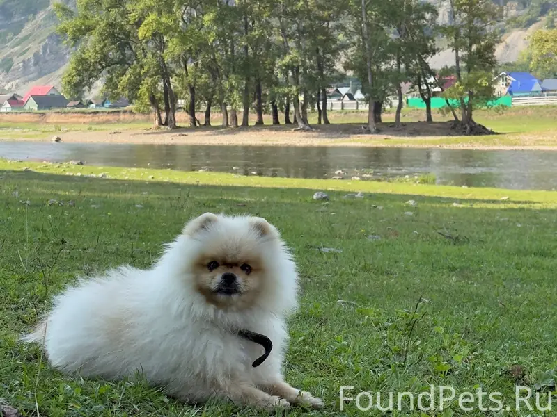 Пропала любимая собака, убежал...