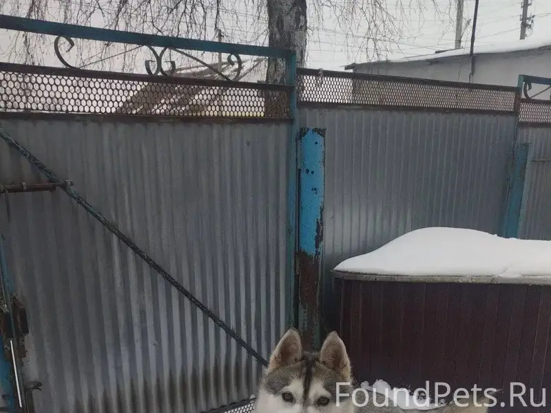 Пропала собака❗ Хаска-девочка....