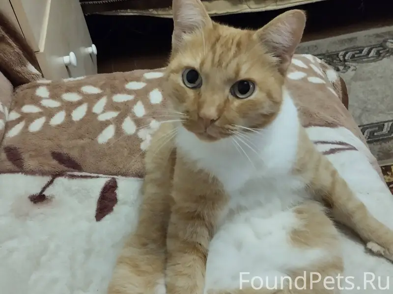 ‼️🐈 Пропал кот, 8 лет Кастриро...