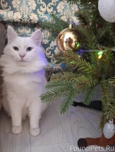 Здравствуйте! Пропал кот в Ялг...