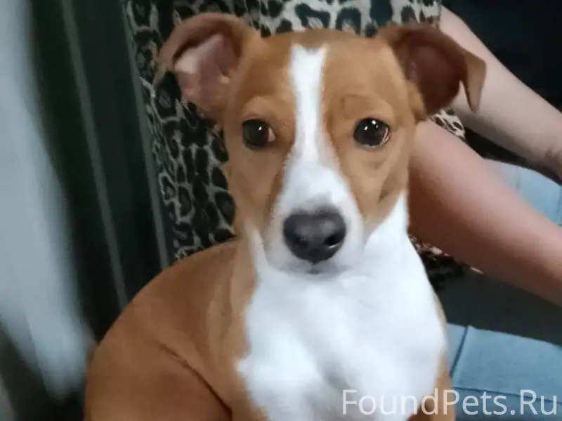 Пропала собака, кличка Тим, уб...