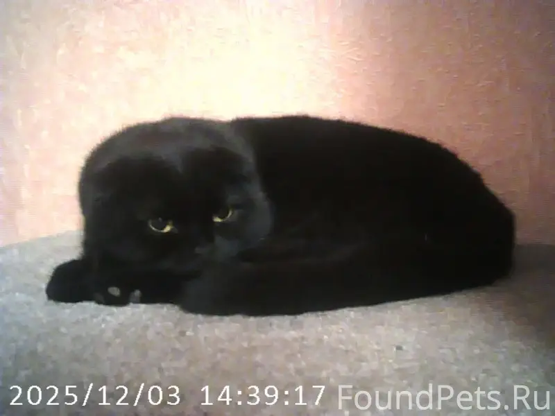 В 6 мик-не пропал черный...