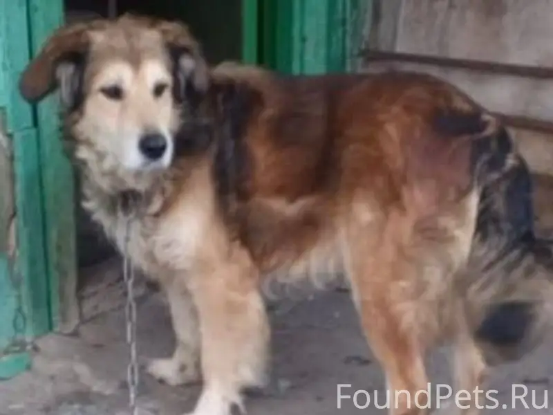 ‼️‼️‼️‼️ Пропала собака. С оше...