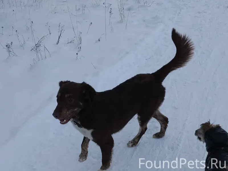 Бегает собака в РТС, к людям.....