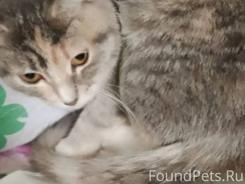 Пропала кошка в районе 7 школы...