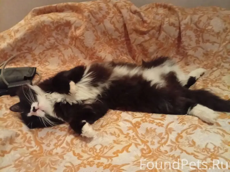 Пропал кот в районе Карталы-2....