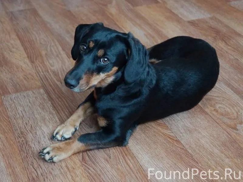 Д. Кондаково пропала собака 1 ...