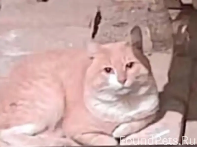 Архангельск, центр. Найден кру...