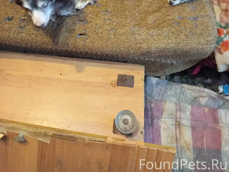 Пропала собака коричневая в ра...