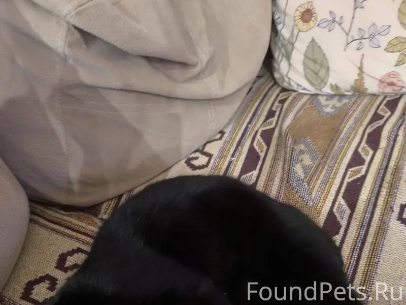 НАЙДЕНА КОШКА https://vk.ru/id...