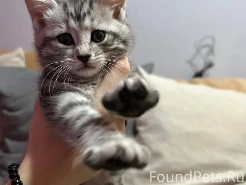 СРОЧНО! СПАСИТЕ МАЛЕНЬКУЮ ЖИЗН...