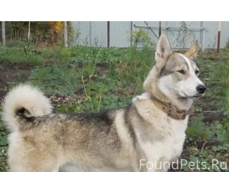 В п. Сандово пропала собака. Н...