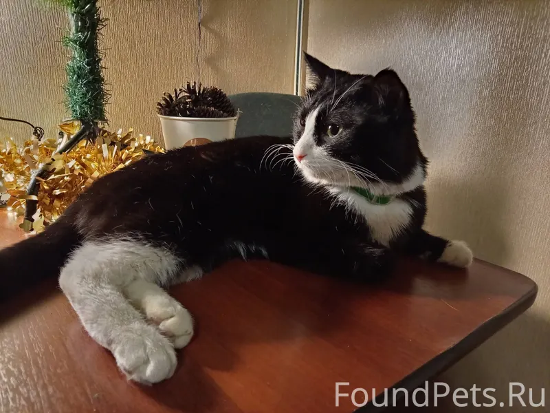 Найден кот в районе Пихтовых г...
