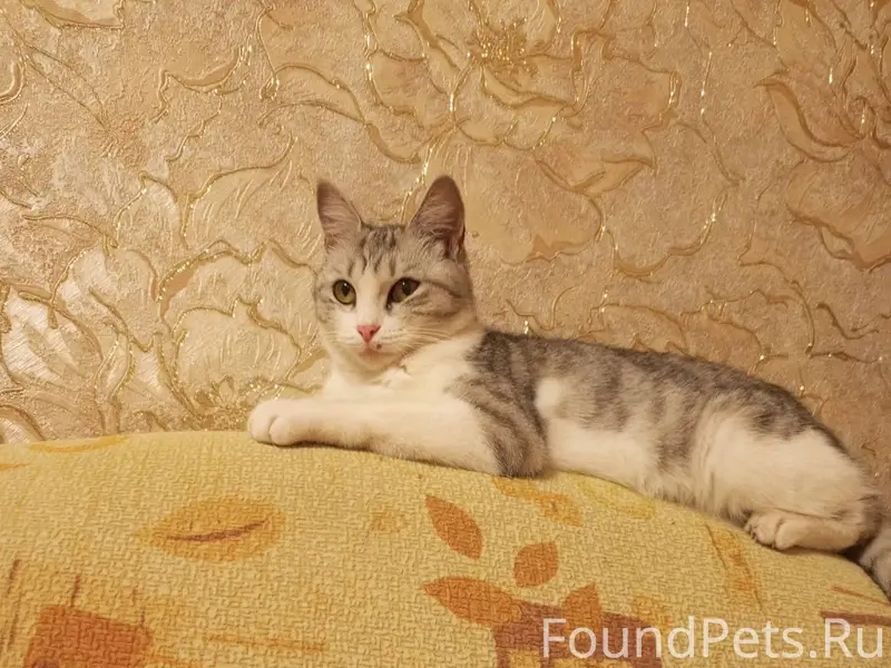 Пропала кошка по кличке Муся. ...