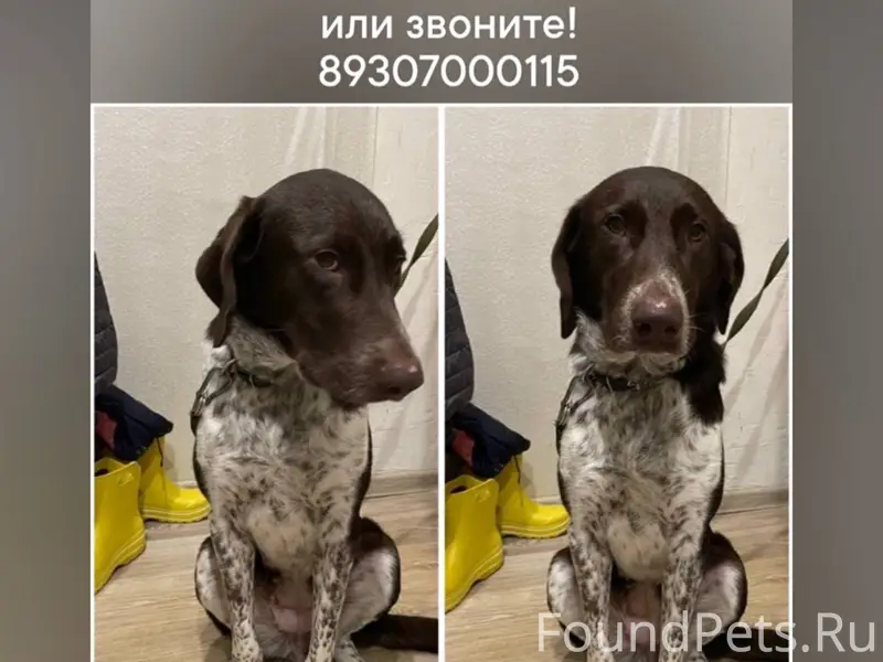 Хозяин найдись, 89307000115 Ол...