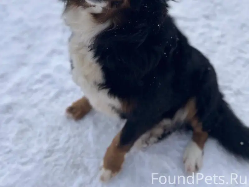 Здравствуйте! Пропала собака, ...