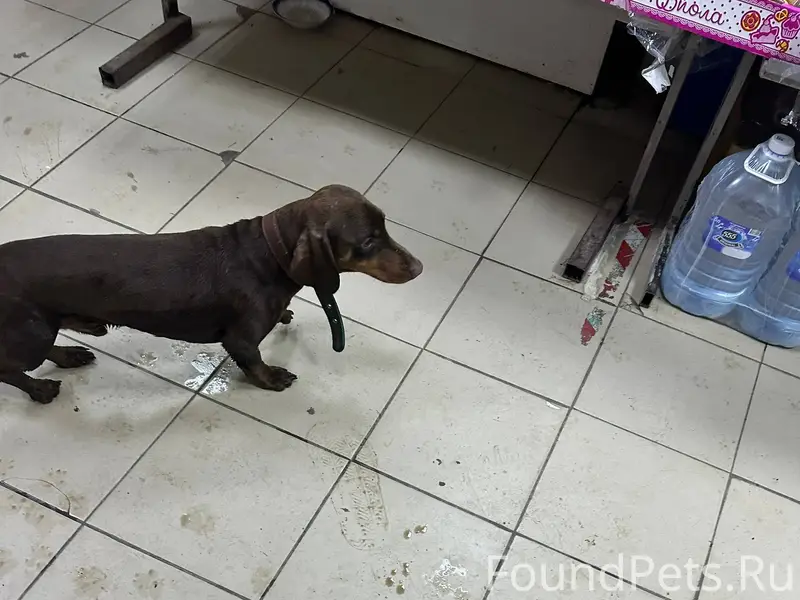 Кто потерял собаку? Пятачок ма...