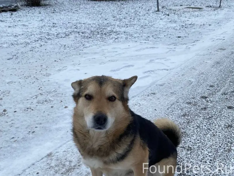 ПРОПАЛА СОБАКА! Убежала около ...