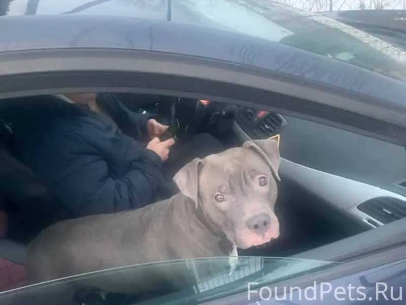 Кобрин.🙏🆘❗🆘🆘🆘🆘❗❗❗ Пропала соба...