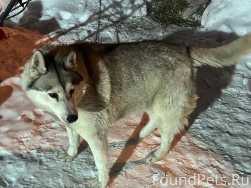 Архангельск-Соломбала! Найдена...