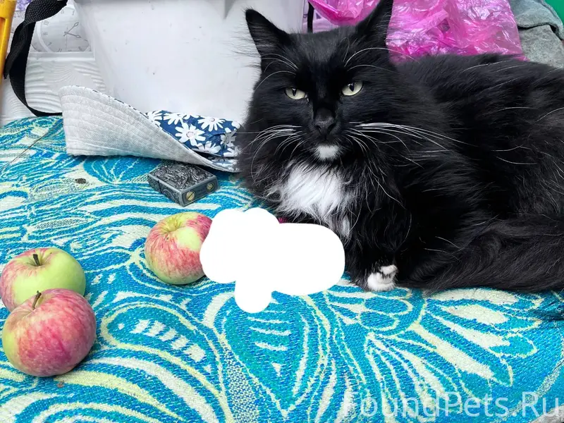 Пожалуйста, помогите найти кот...