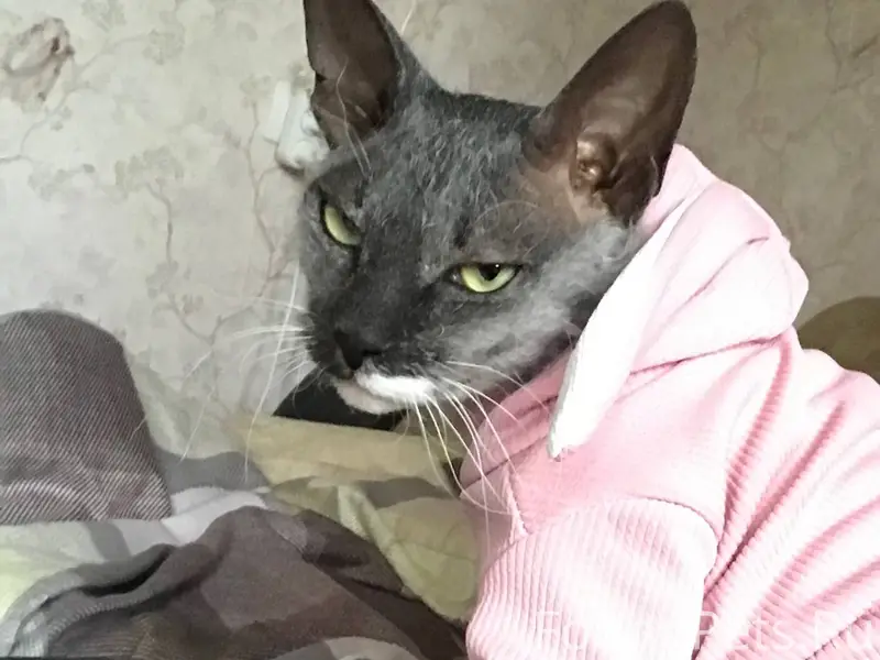 Пропал кот в районе ТЭЦ, откли...