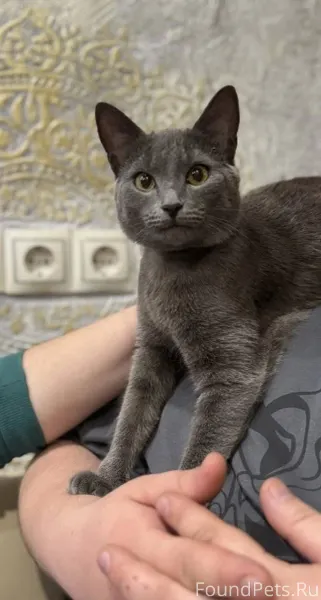 Ищем кошку, пропала на новом п...