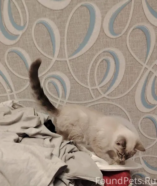 Найден котенок Хозяин, отзовис...