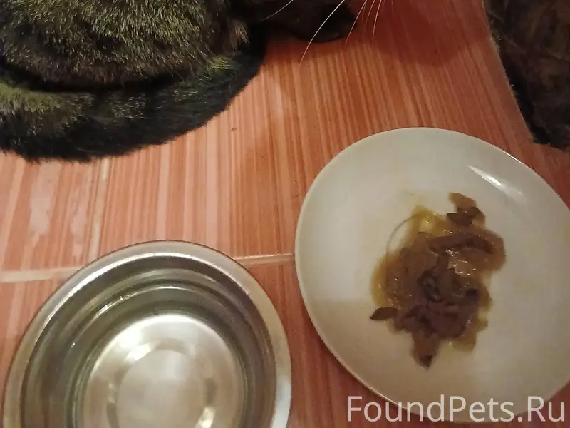 Сегодня найден кот по дороге н...