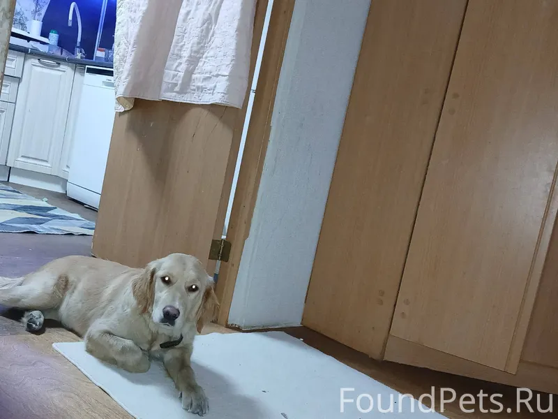 Сосногорск срочно! ‼️ Потеряла...