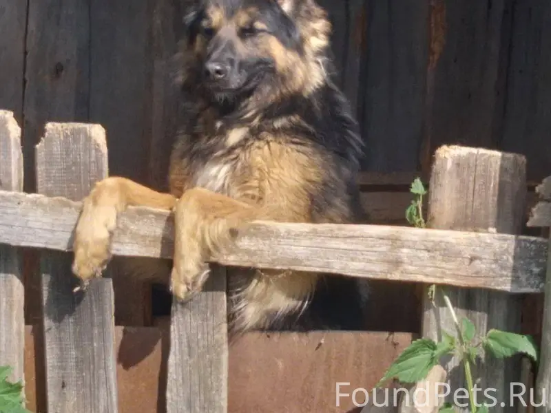 Пропала собака, в конце декабр...