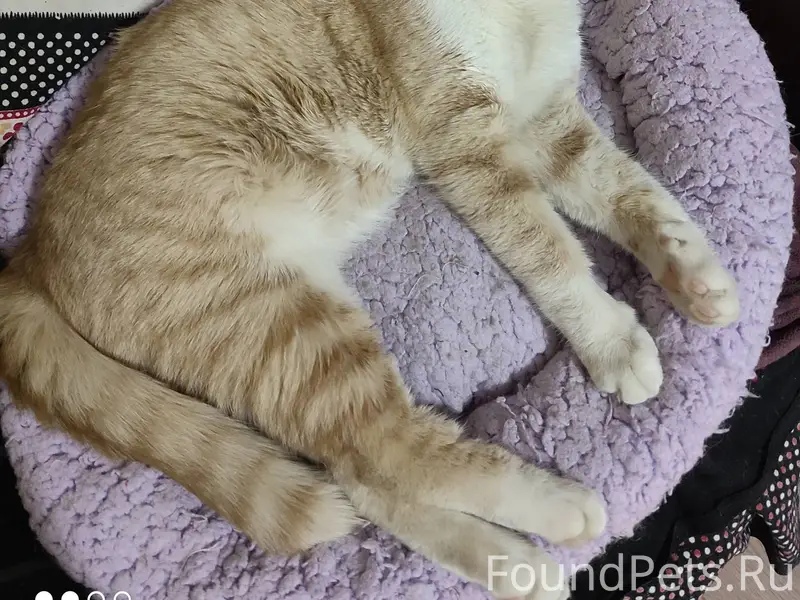 Кошачий подросток нуждается в ...