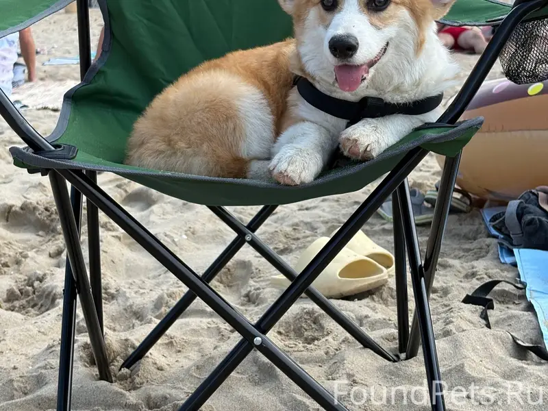 Потерялась собака, корги щенок...