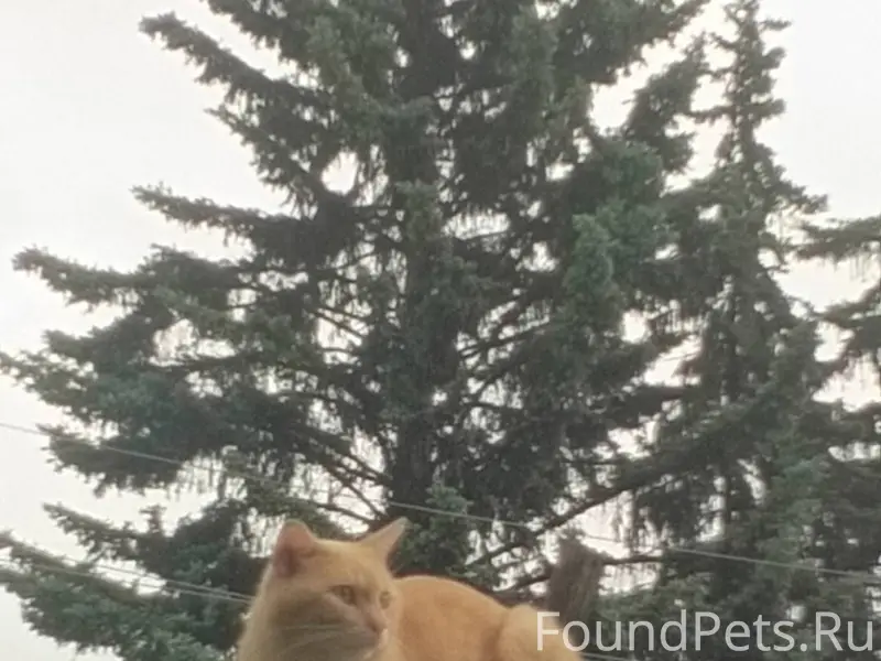 Здравствуйте, потерялся кот, е...