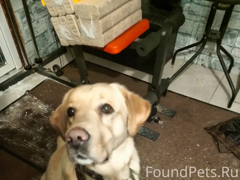 Найден пес мальчик район Киевс...